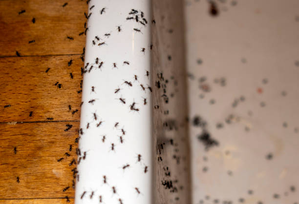 Best Pest Control Treatment  in Coleman, MI