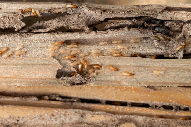 Best Commercial Pest Control Services  in Coleman, MI